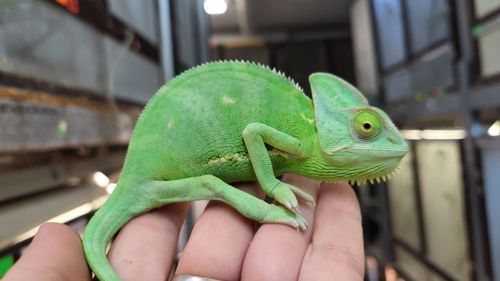 Йеменские хамелеоны