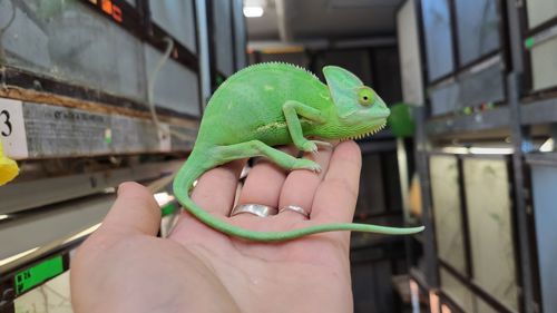 Йеменские хамелеоны