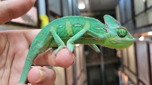 Йеменские хамелеоны