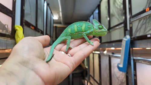 Йеменские хамелеоны