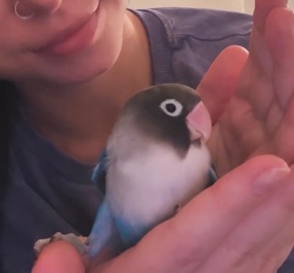 Нерозлучники