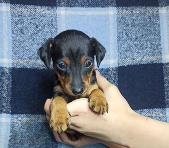 Цуценята цвергпінчера