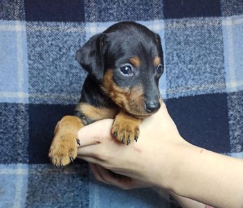 Цуценята цвергпінчера