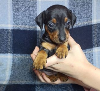 Цуценята цвергпінчера