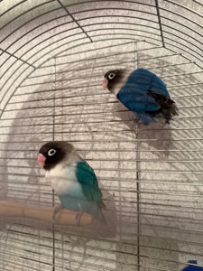 Нерозлучники