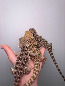 Бородата агама, мега ручні та спокійні ящірки, бородата ящірка, бартагама