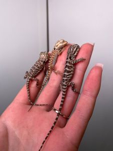 Бородата агама, мега ручні та спокійні ящірки, бородата ящірка, бартагама