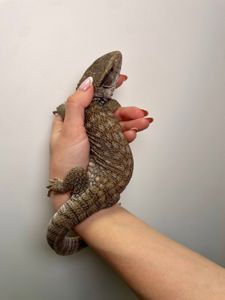 Капський варан, ящір варан, степовий варан, величний варан для дому