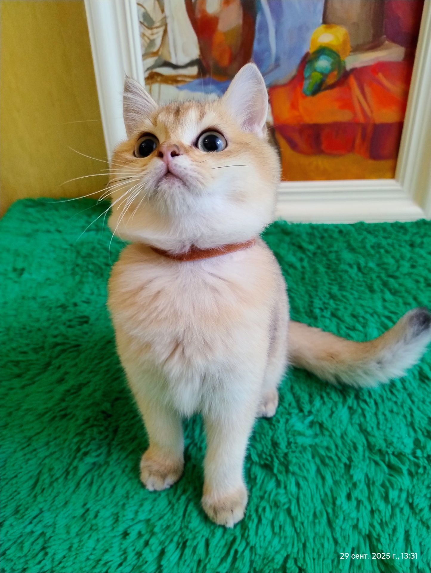 Британская золотая шиншилла котик