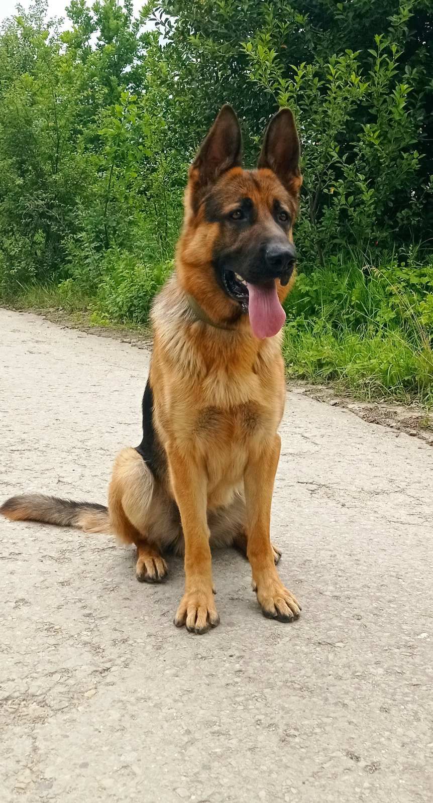 Цуценята німецької вівчарки