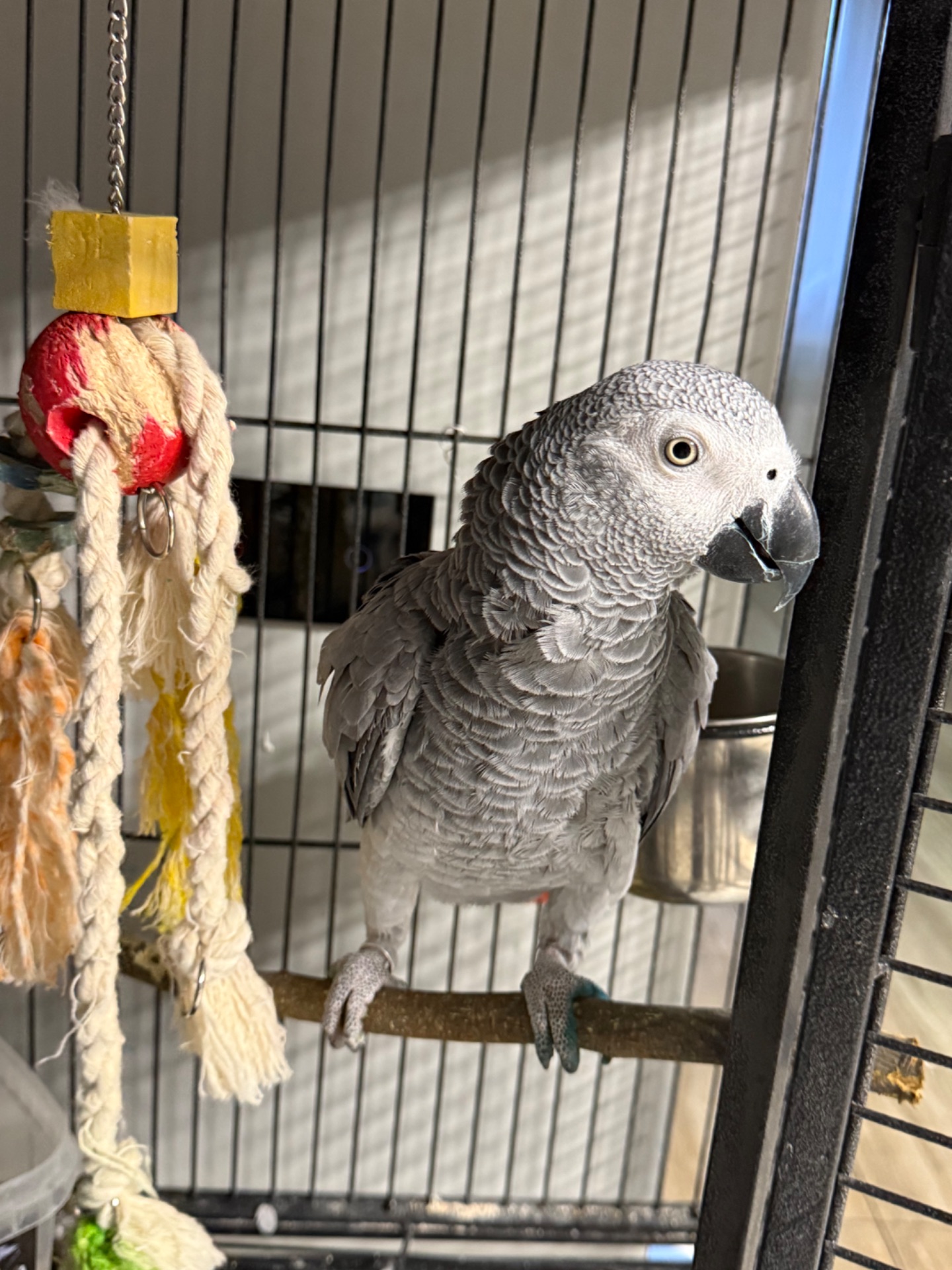 Жако говорящий