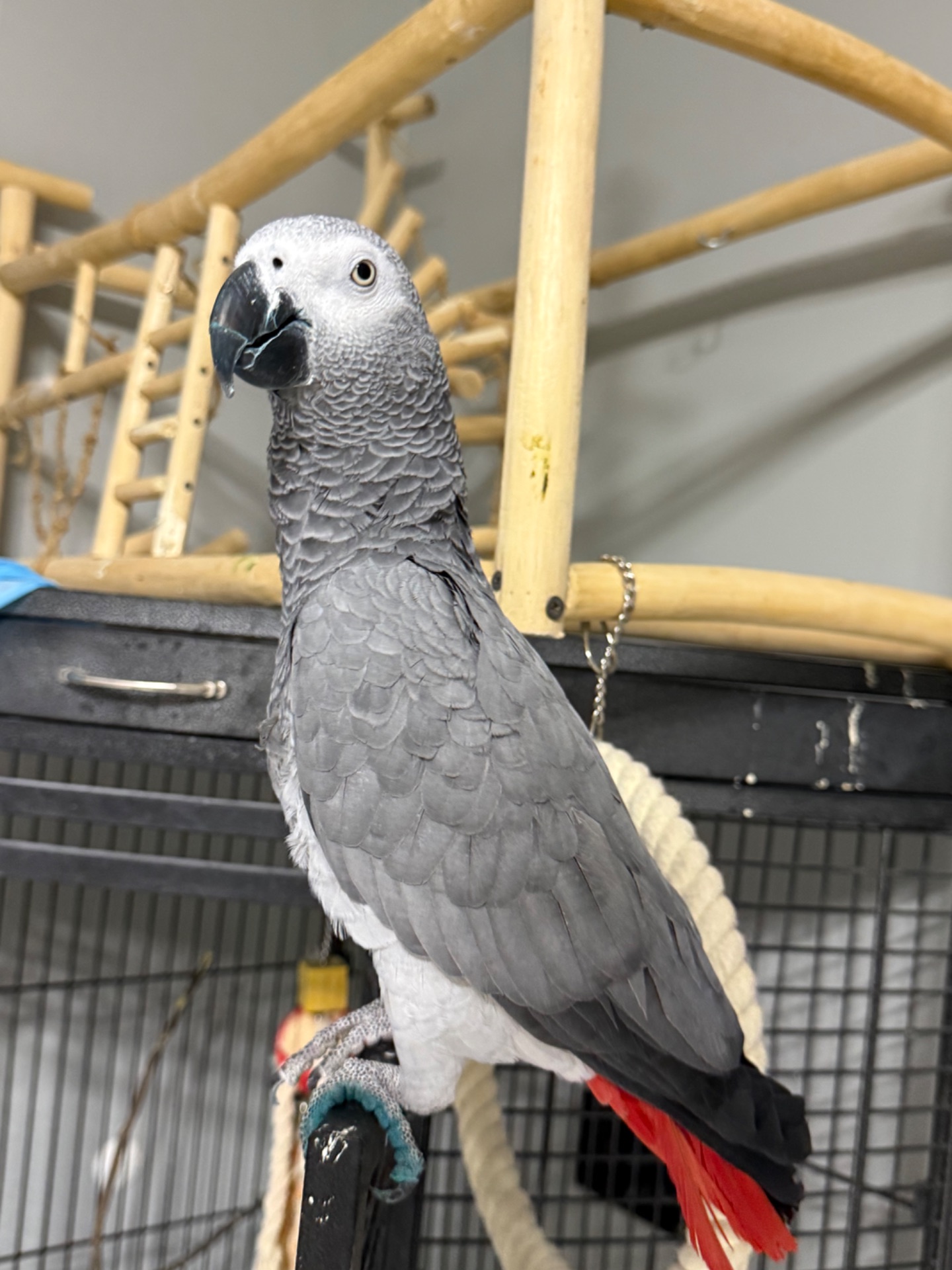 Жако говорящий