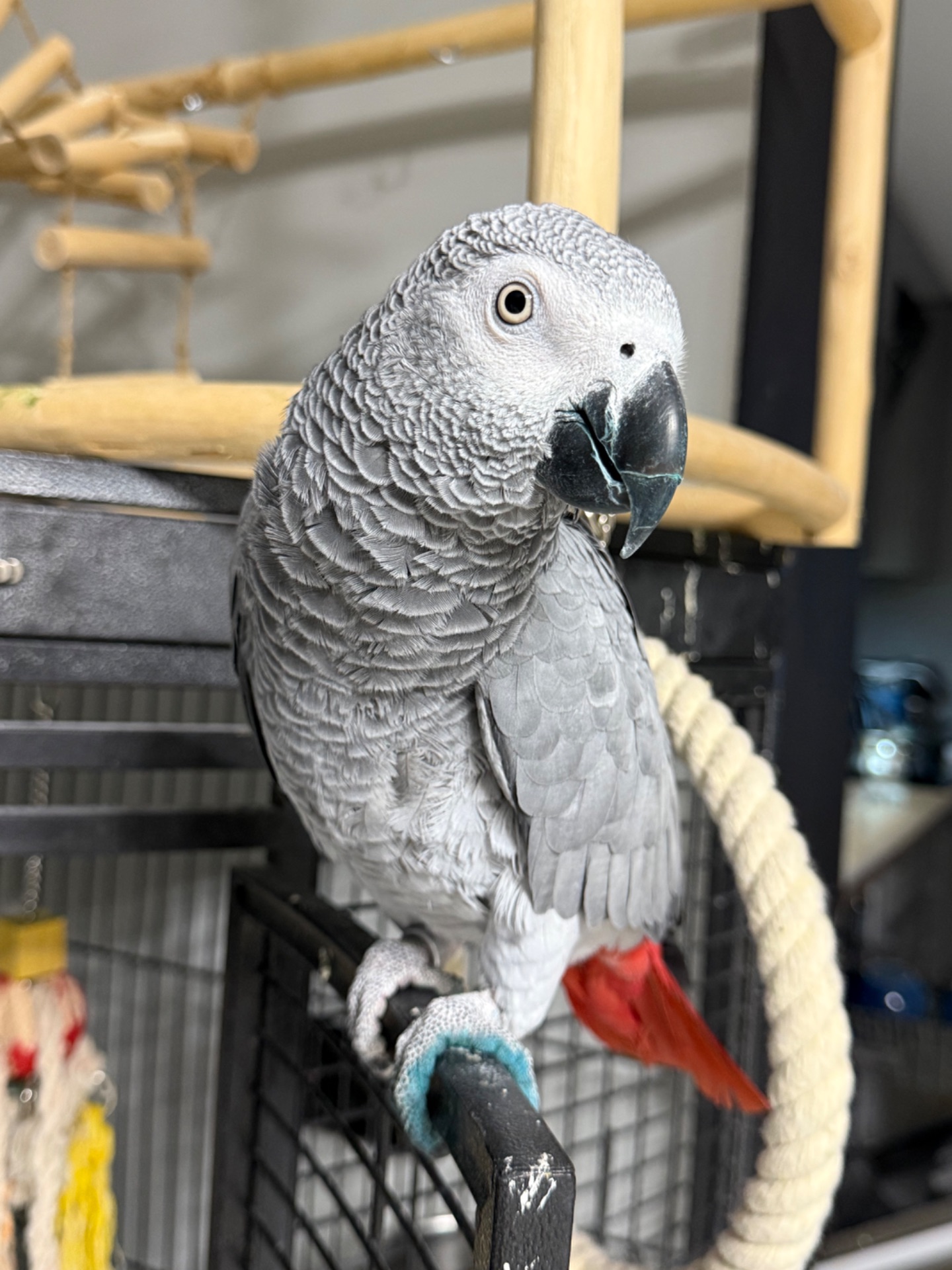 Жако говорящий