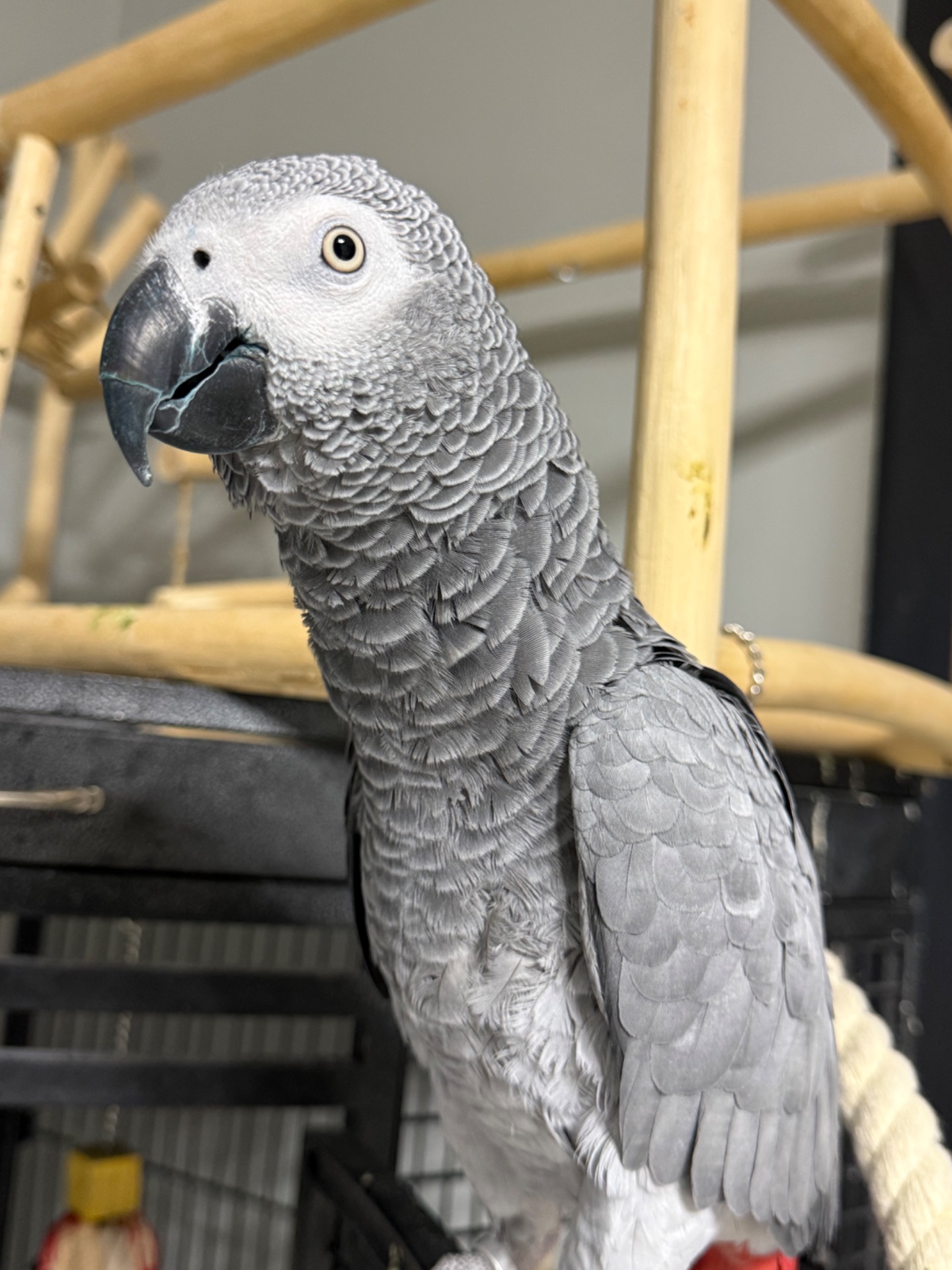 Жако говорящий