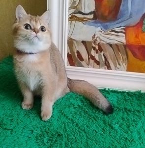 Британская золотая шиншилла котик