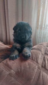 Цуценята німецької вівчарки