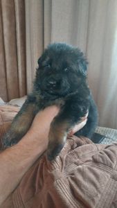 Цуценята німецької вівчарки