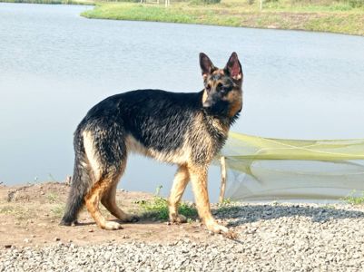 Цуценята німецької вівчарки