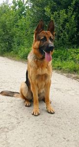 Цуценята німецької вівчарки