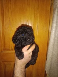 Мальтипу чорного кольору