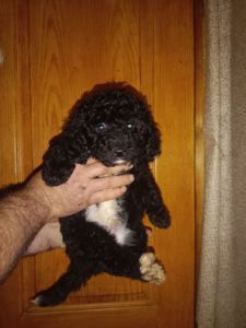 Мальтипу чорного кольору