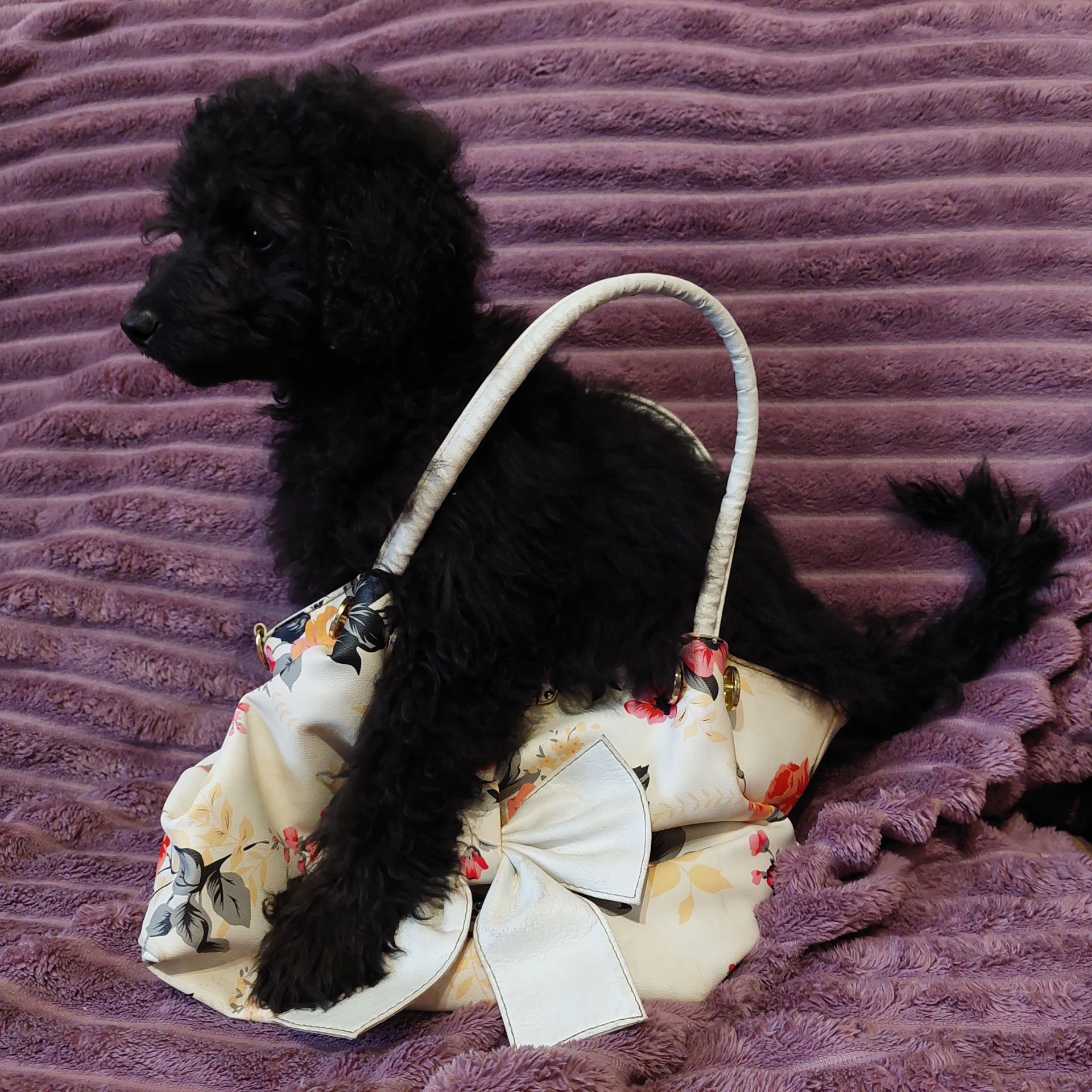 Мальтіпу- ексклюзив, чорного окрасу