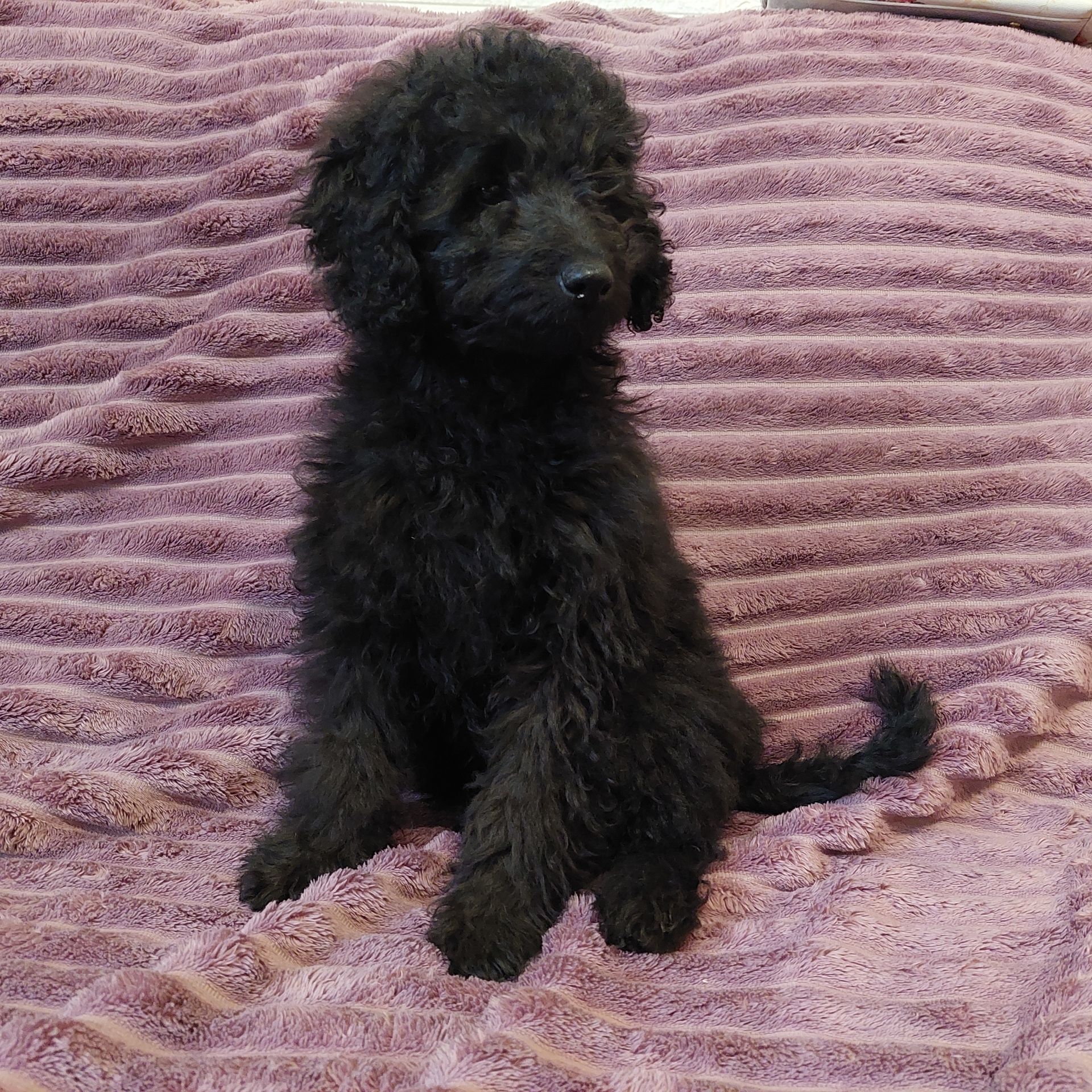 Мальтіпу- ексклюзив, чорного окрасу