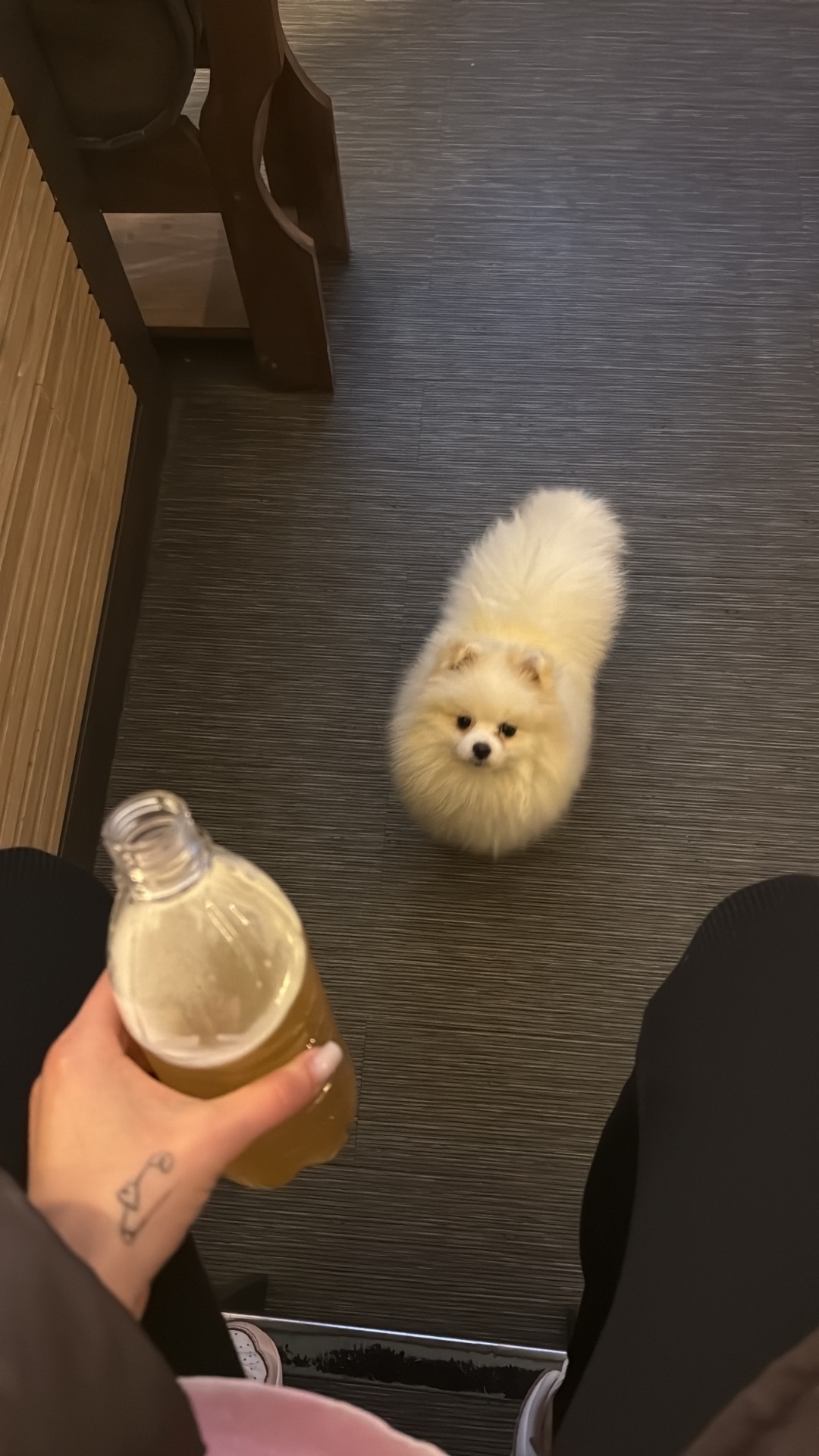 Цуценя померанського шпіца