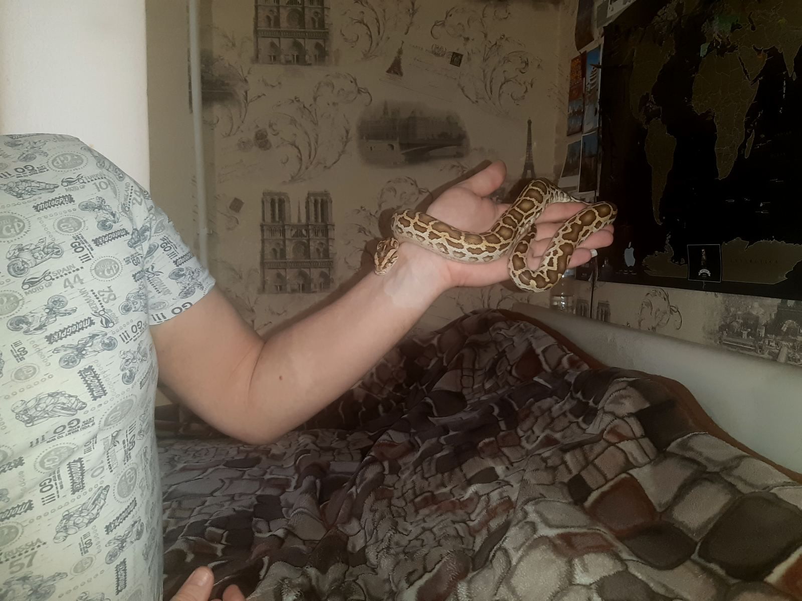 Тигровый питон