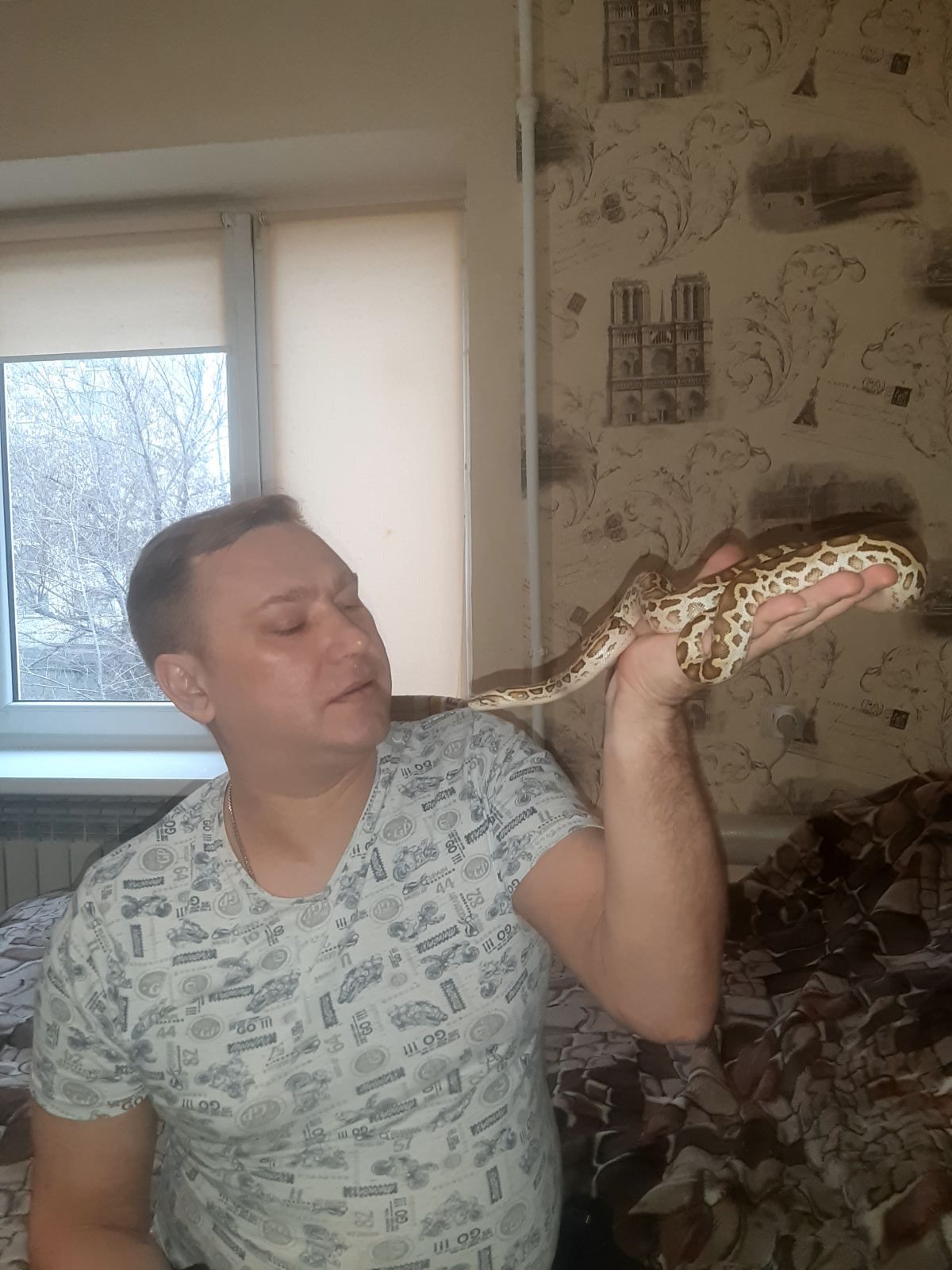 Тигровый питон