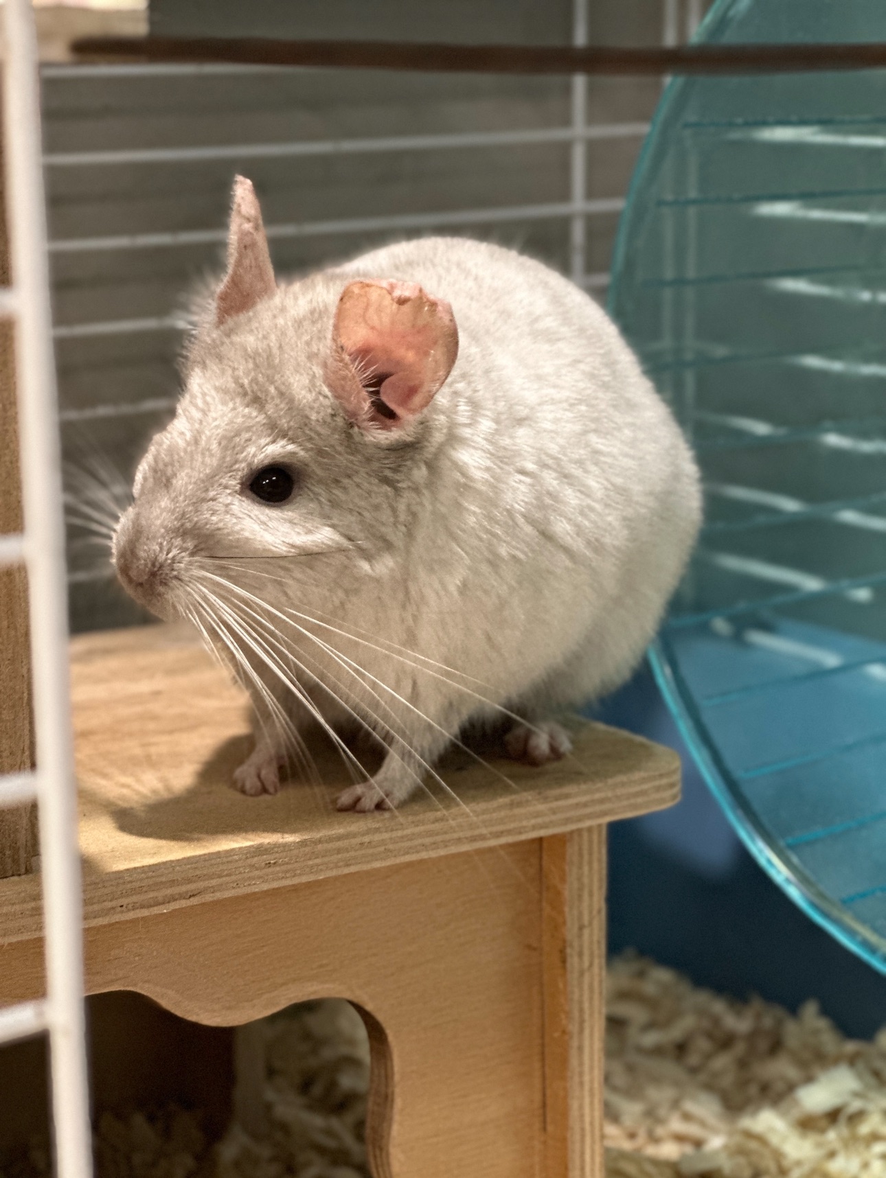 Продам шиншилл Ангора и Бархатный стандарт