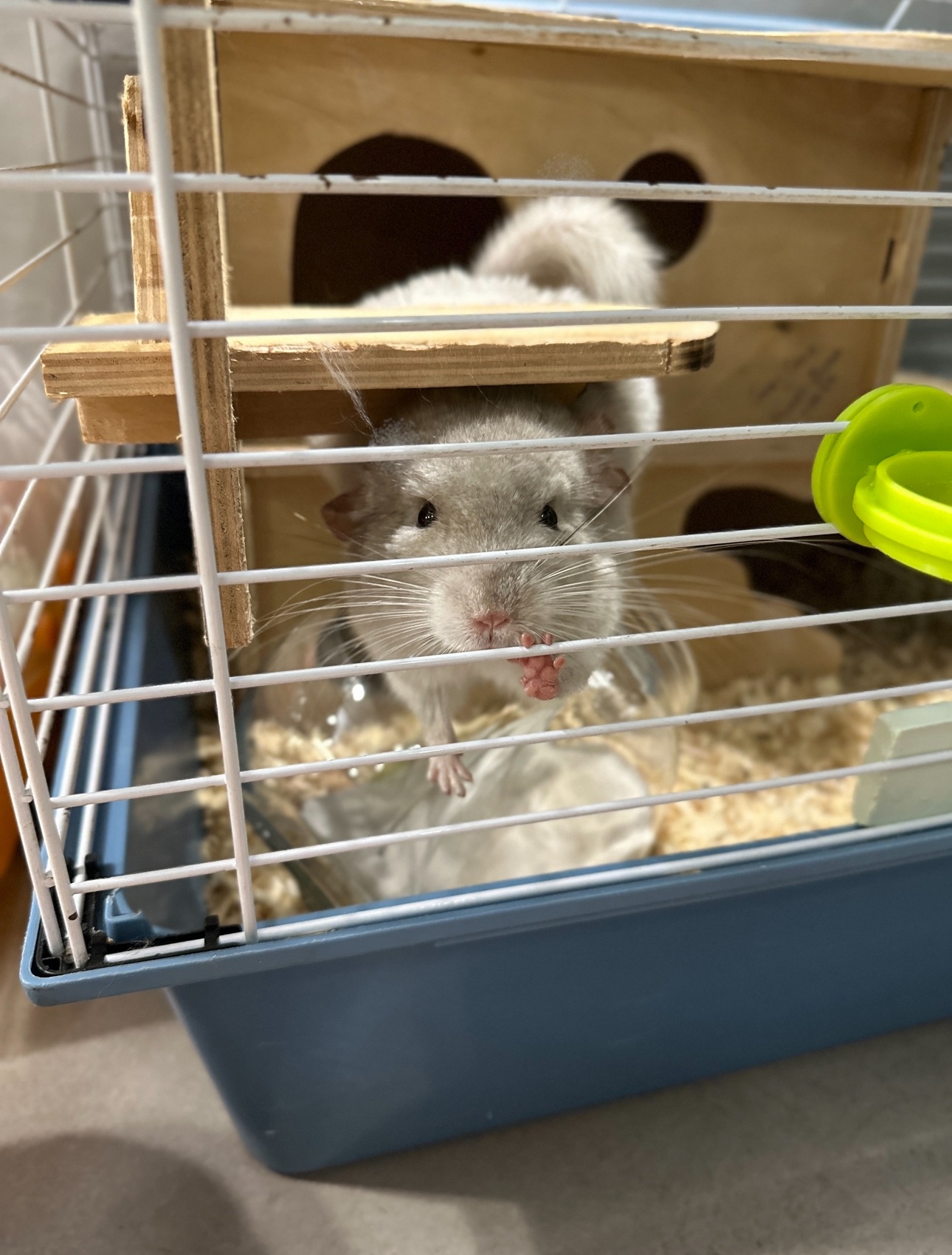 Продам шиншилл Ангора и Бархатный стандарт