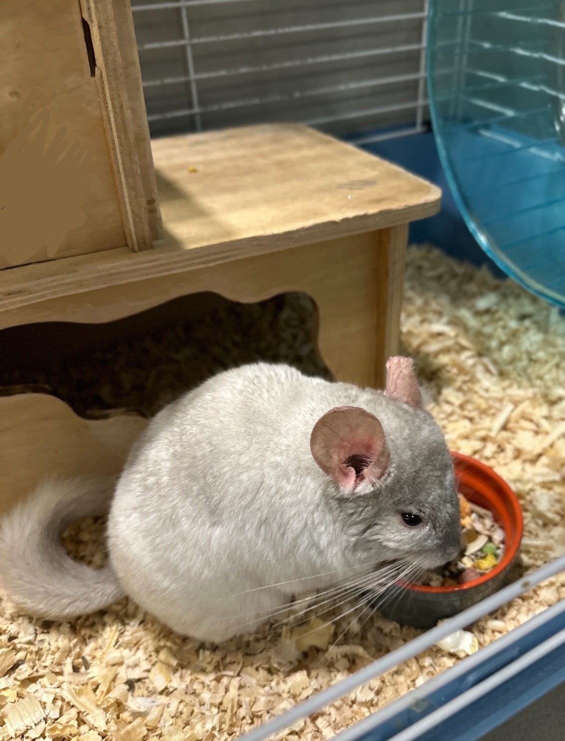 Продам шиншилл Ангора и Бархатный стандарт