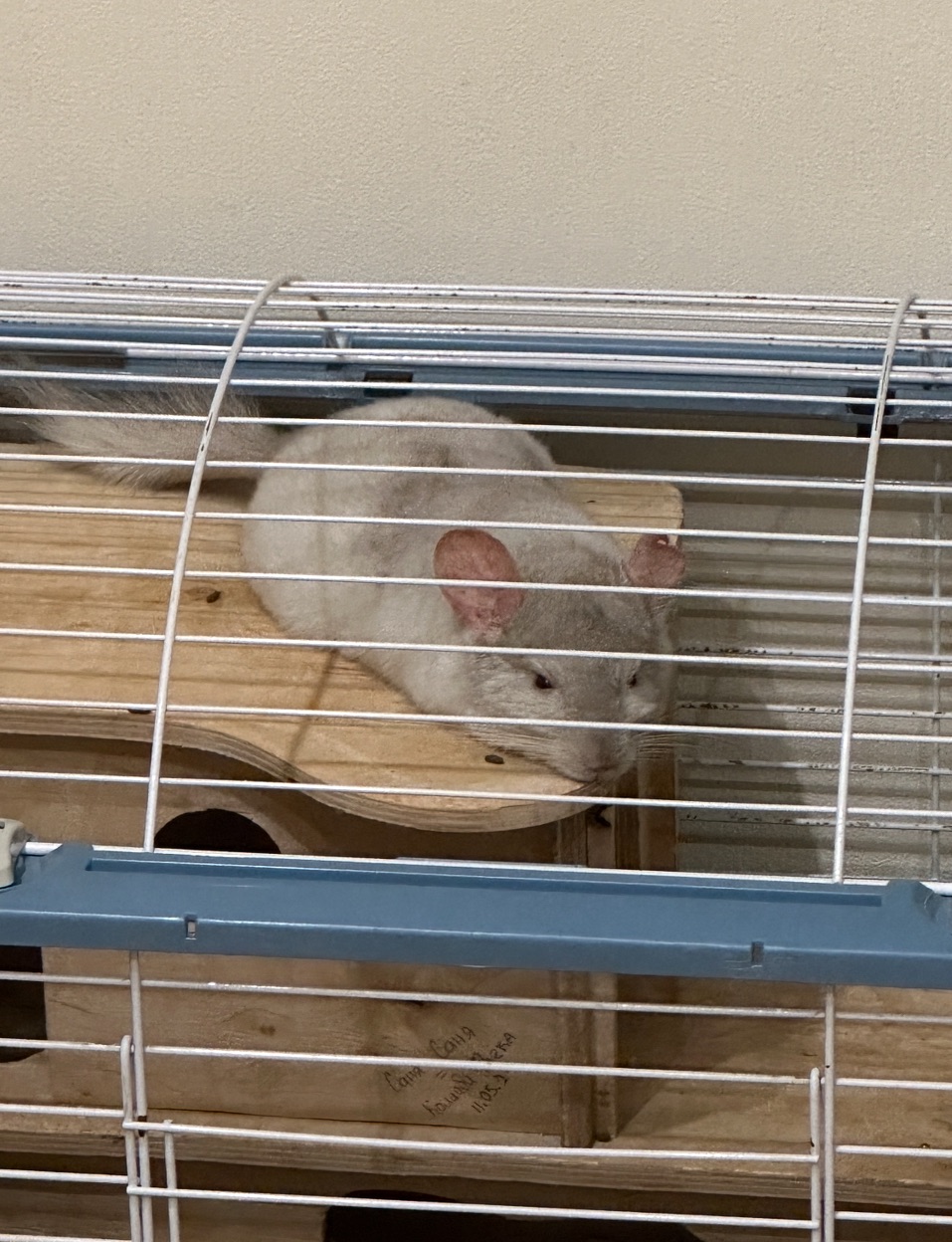 Продам шиншилл Ангора и Бархатный стандарт