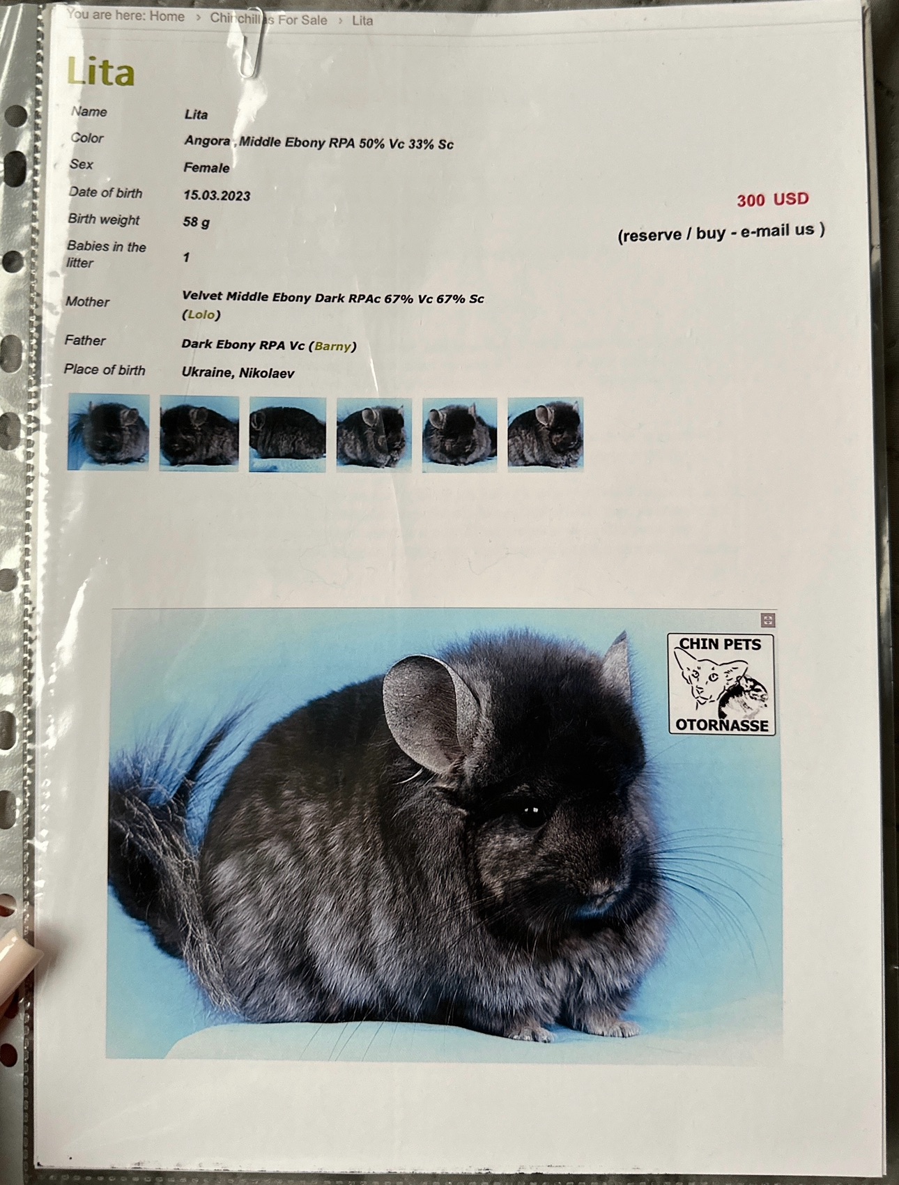 Продам шиншилл Ангора и Бархатный стандарт