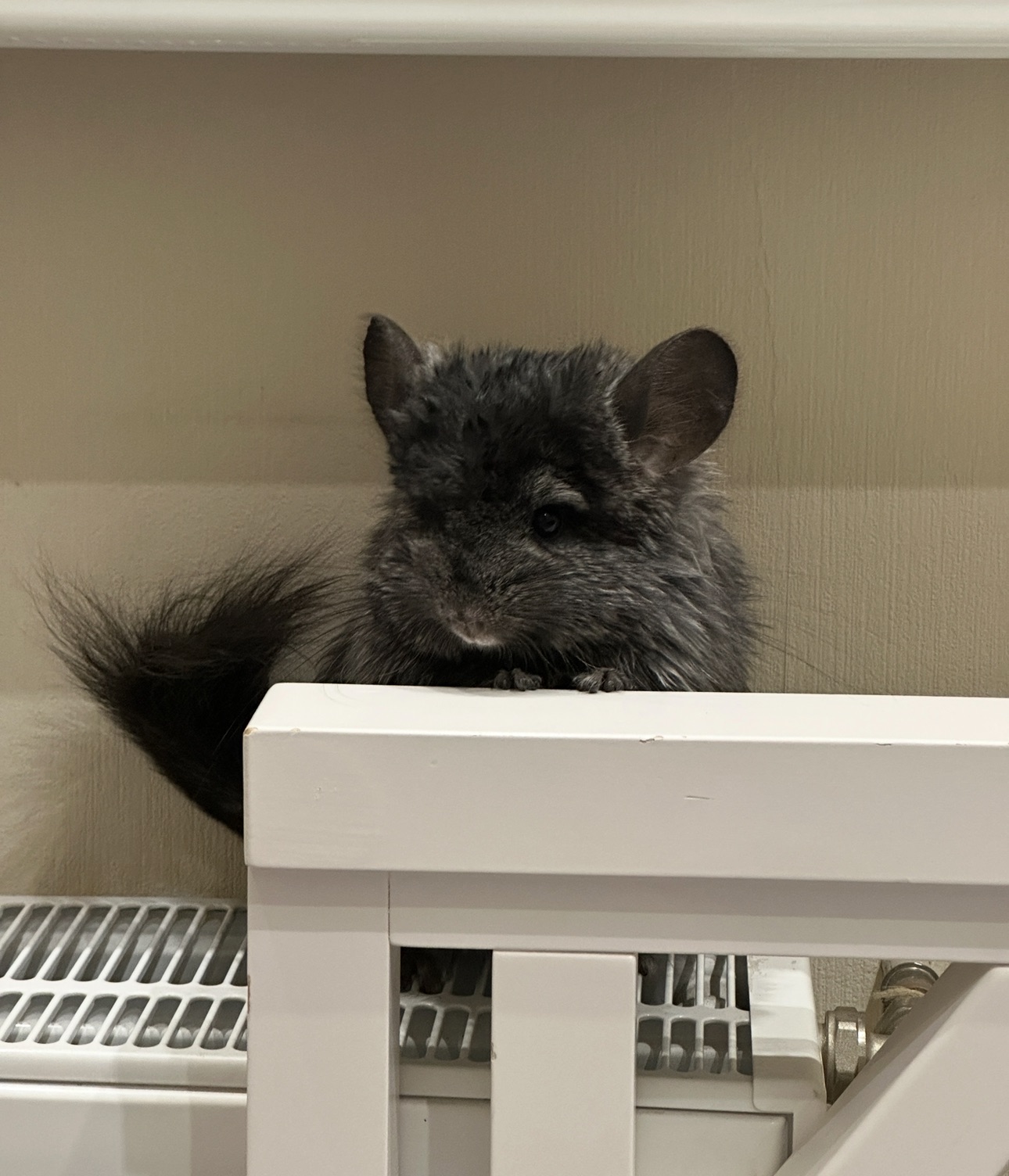 Продам шиншилл Ангора и Бархатный стандарт