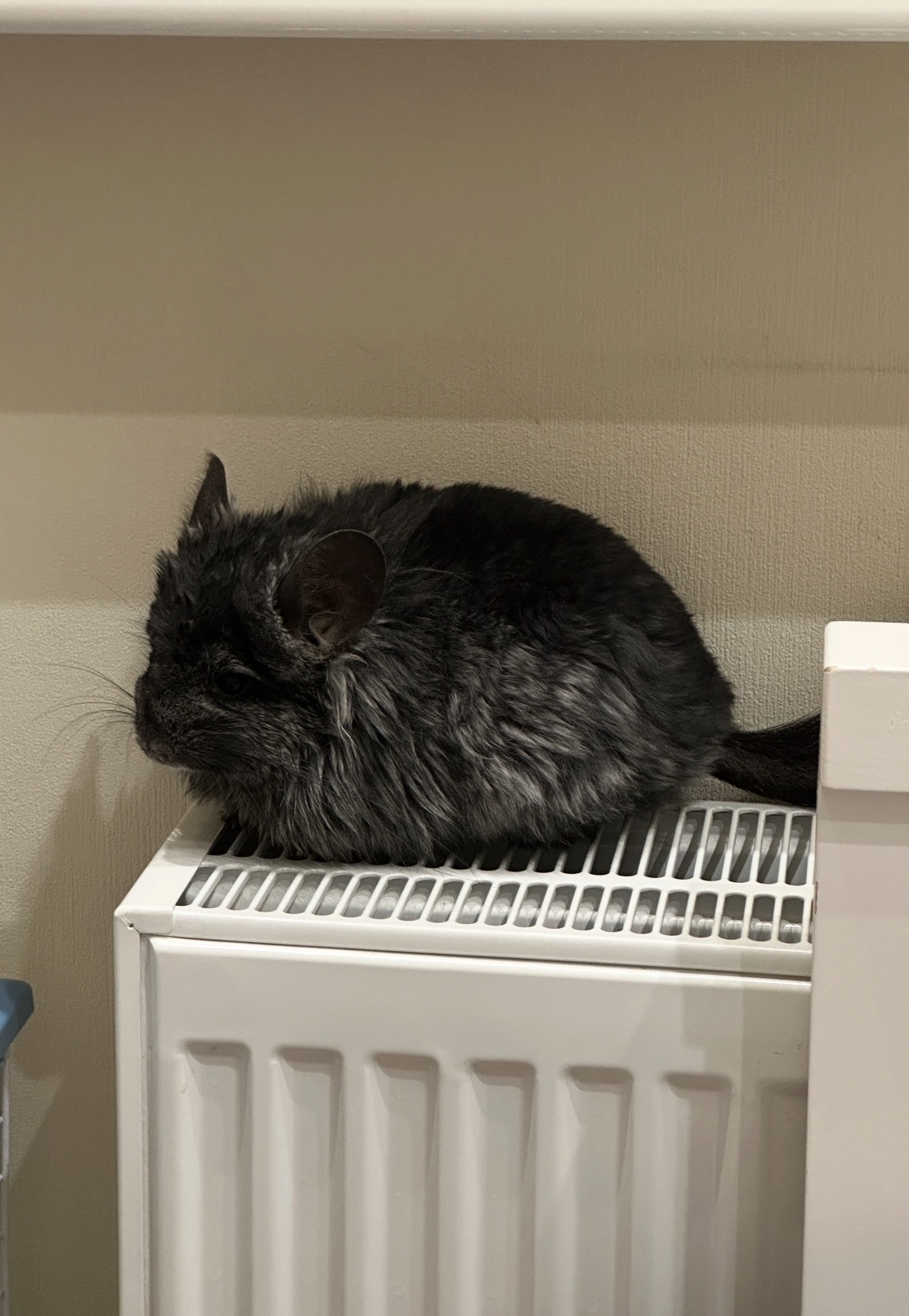 Продам шиншилл Ангора и Бархатный стандарт