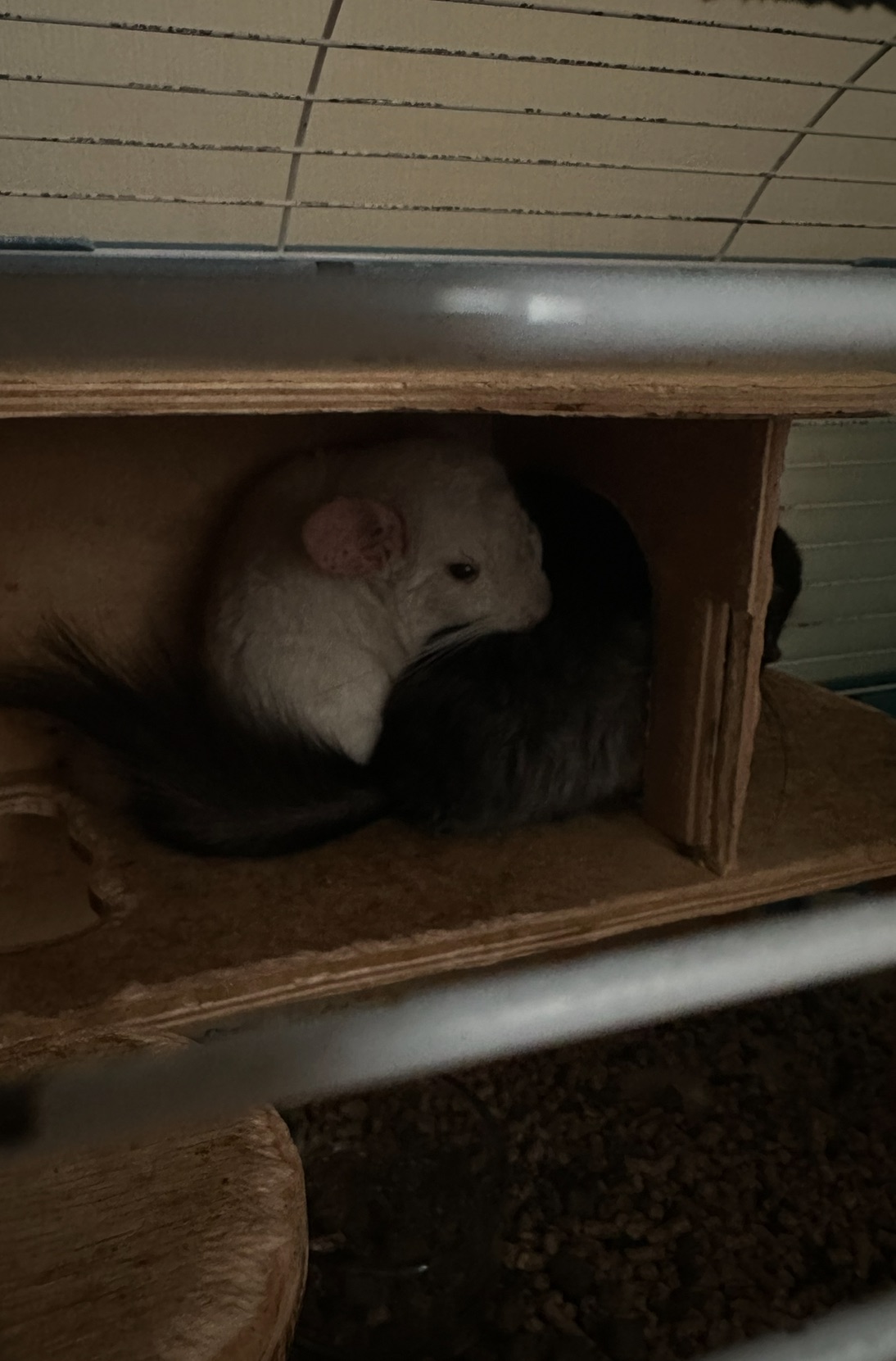 Продам шиншилл Ангора и Бархатный стандарт