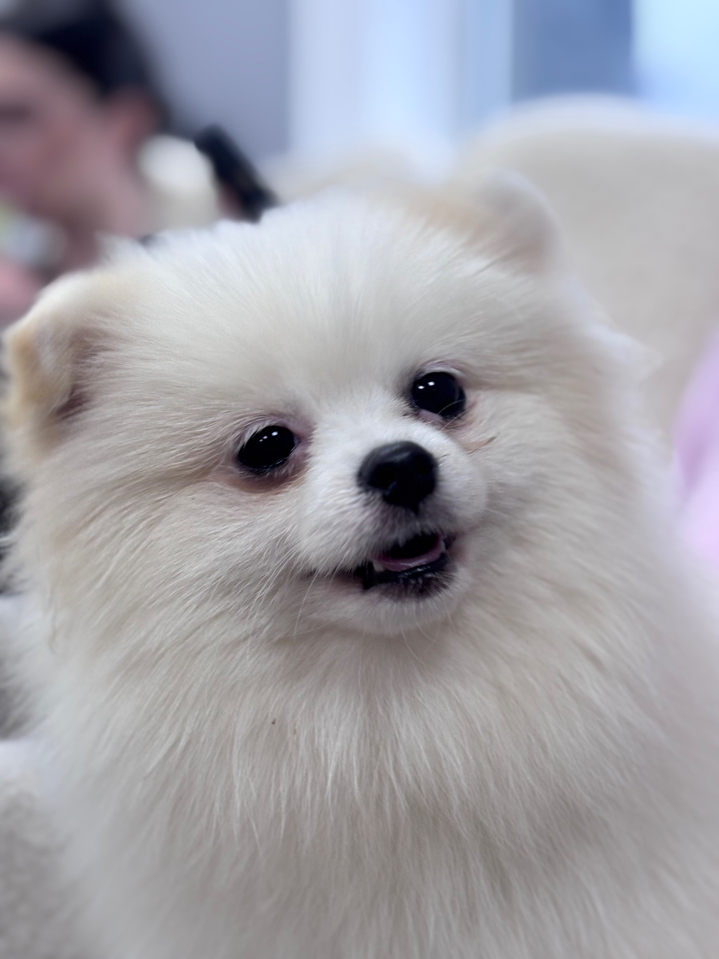 Цуценя померанського шпіца