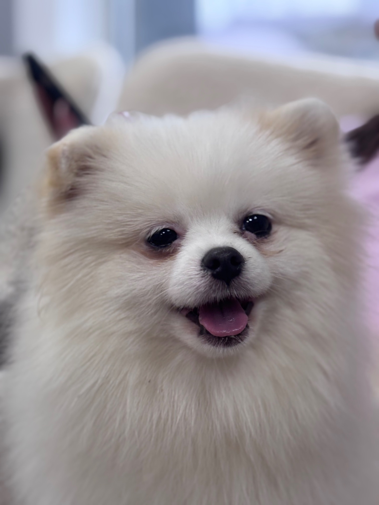 Цуценя померанського шпіца