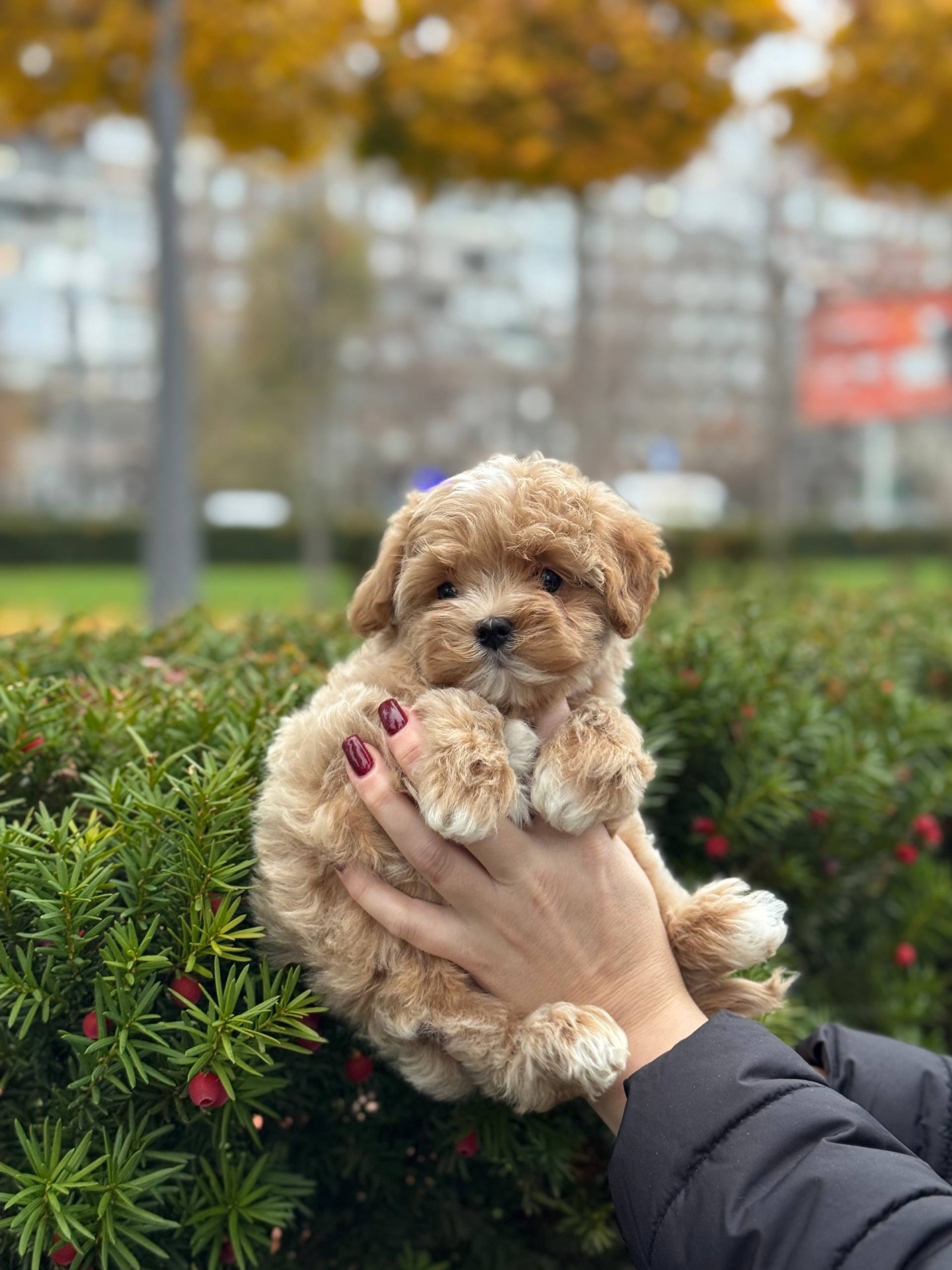 Чарівний хлопчик мальтіпу ф1