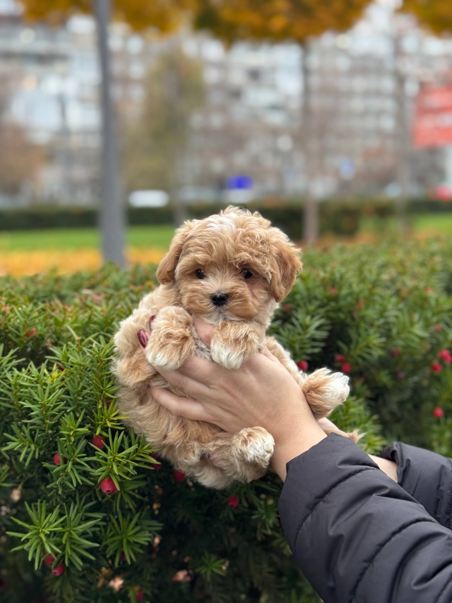Чарівний хлопчик мальтіпу ф1