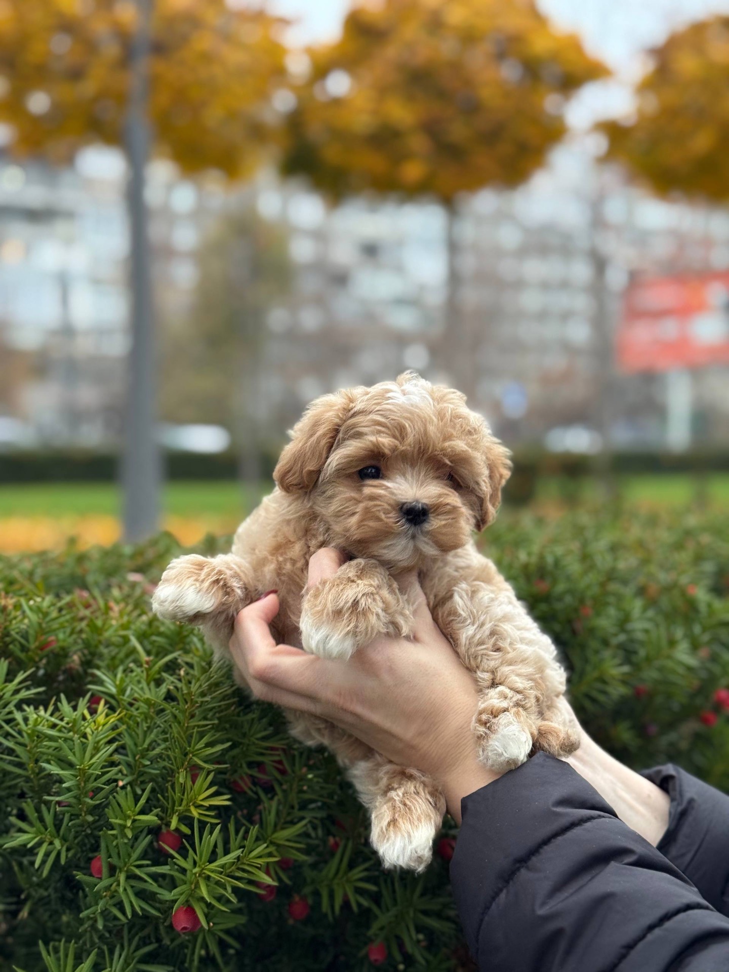 Чарівний хлопчик мальтіпу ф1