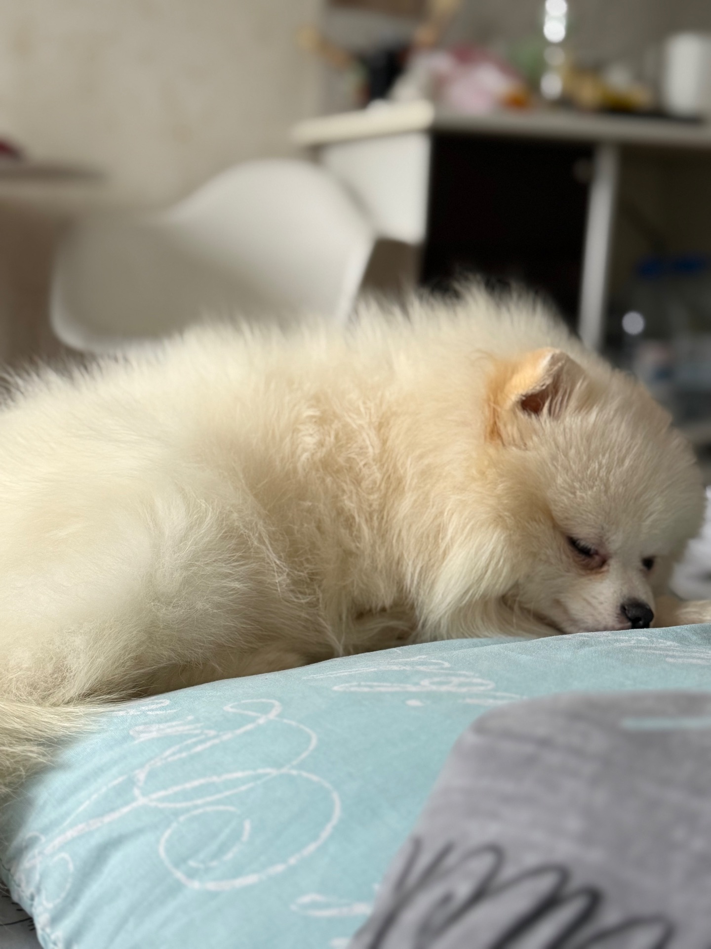 Цуценя померанського шпіца