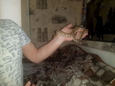 Тигровый питон