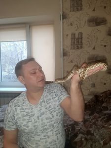 Тигровый питон