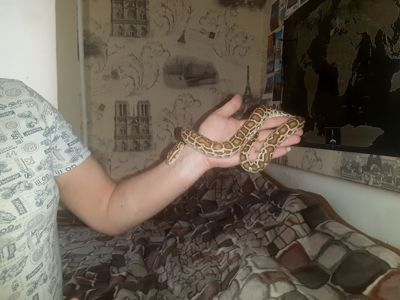 Тигровый питон