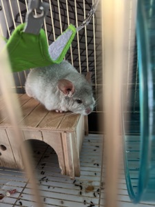 Продам шиншилл Ангора и Бархатный стандарт