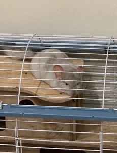 Продам шиншилл Ангора и Бархатный стандарт