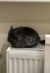 Продам шиншилл Ангора и Бархатный стандарт